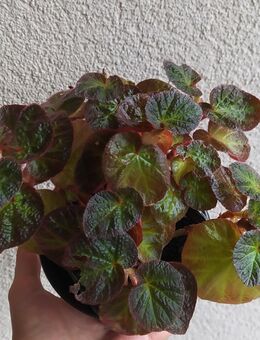 Begonia manaus - Eschbach (Landkreis Südliche Weinstraße)