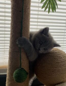 Bkh kitten - Gelsenkirchen