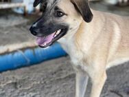 Billy, Rüde, 1,5 Jahre sucht - Berlin