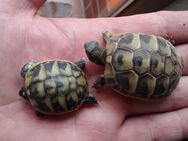 Nachzuchten von der Griechischen Landschildkröte (Testudo hermanni ) abzugeben - Bad Kissingen