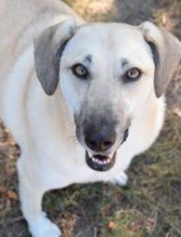 Benji sucht seine Familie - Berlin