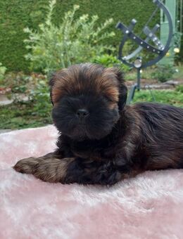 Shih Tzu Welpen (Rüden/Hündinnen) - Westerkappeln
