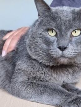 Sultan (FIV+) BKH muss aus dem Tierheim! - Wilhelmsfeld