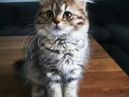 Britisch Langhaar Kitten - Gommern Menz