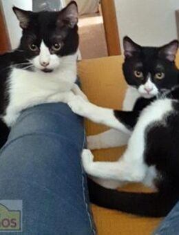 Calvin & Klein Happy Home gesucht - Bad Camberg