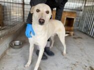 Fridge - Windhund-Fans, Obacht! - München