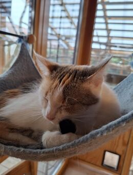 Cody und Polly haben nur einen Wunsch # Tierschutz - Neumarkt (Oberpfalz)