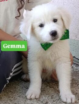 Gemma - so süss wie sie aussieht - Grevenbroich
