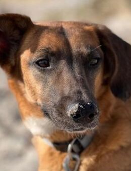 Georgia, geb. ca. 05/2019, 13503 Berlin - Euskirchen