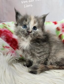 =^..^=Bezaubernde Maine Coon kitten mit Stammbaum aus seriöser Zucht =^..^= - Bad Berleburg
