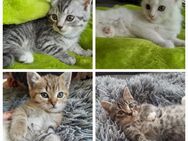 Bkh Ekh Kitten Katzenbabys - Reinbek