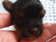Yorkshire terrier welpen Biewer und Golddust - Emstek