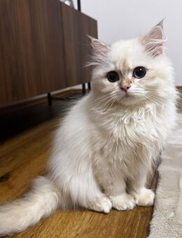 Zwei liebevolle Katzenbabys abzugeben Britisch Kurzhaar & Britisch Langhaar - Sinzig Zentrum