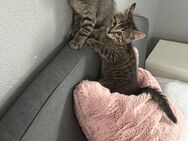 2 Kater abzugeben - Hamburg Hamburg-Mitte