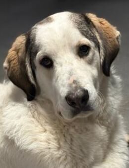 LEOPOLD - aufgeweckt, freundlich, sozial - Aerzen