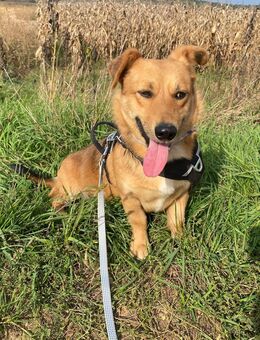 Unser niedlicher Berni sucht sein Körbchen 3 J , kastriert und 30 cm groß - Hohe Börde