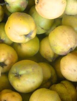 Quitten Apfelquitten BIO aus eigenem Garten 1,20 Euro pro kg - Amberg