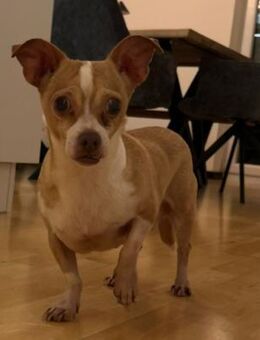 Candy auf Pflegestelle in 85134 Stammham - Wolfhagen