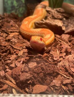 Kornnatter inkl Terrarium - Kamp-Lintfort