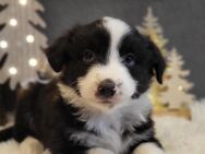 Mini Aussie Welpen, Miniatur Australian Shepherd - Ulmen