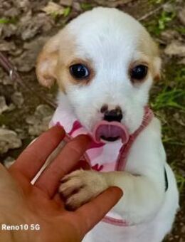 Kleine FIOLA sucht ihr Traumschlösschen - Fahrenzhausen