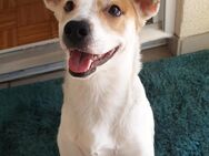 Jack russell mischling - Giengen (Brenz)