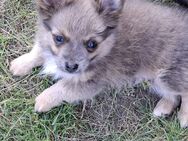 Pomchi Welpen suchen neues Zuhause - Damme