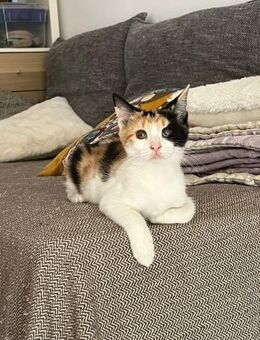 Mila aus dem Tierschutz - Grevenbroich