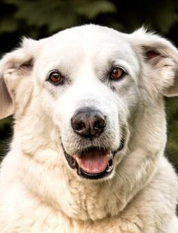 BRIX - bildschöner Rüde - Betzenstein