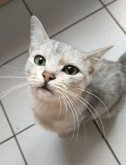 BKH mix kitten abzugeben - Neuenkirchen (Landkreis Osnabrück)