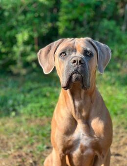 Cane Corso Formentino Rüde kastriert - Merxheim