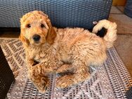 Wurfplanung Goldendoodle f1b - Mehring (Bayern)