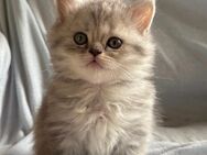 BLH Kitten
