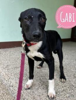 Gabi ein Engel auf 4 Pfoten - Flörsheim-Dalsheim