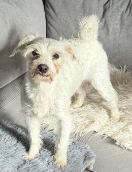 Jerry möchte ein Zuhause ❤️ - Krefeld