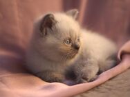 Edelmix Kätzchen Ragdoll x Brittisch Kurzhaar - Kirchberg (Wald)