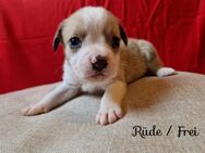 6 von 7 Welpen /Französische Bulldogge x Mini Australian Shepherd