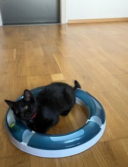 Katzenmädchen abzugeben - Magdeburg