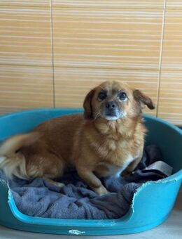 💙Peppino💙 sucht seine Menschen 🐾 - Freilassing