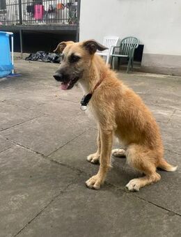 Tino tapferer Kämpfer sucht sein Glück - Oberhausen (Rheinland-Pfalz)