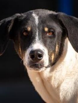 Haribo sucht ein ruhiges Plätzchen🏠 - München