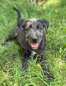 Eisha, Schnauzer-Mix, geb. 06/2025 - Pegnitz