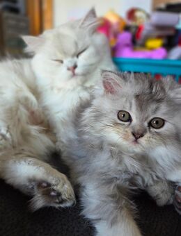 Wunderschöne Kitten suchen neues Zuhause - Bad Birnbach