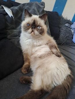 Exotic shorthair Kater mit Stammbaum - Ludwigshafen (Rhein)