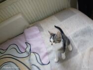 Katzen Mädchen - Bamberg