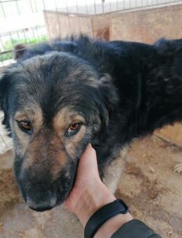 DAFFY sucht ein liebevolles Zuhause! - Neuberg