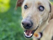 Liebenswerter Jack sucht Zuhause - München
