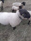 Suffolk Schafbock in 09244