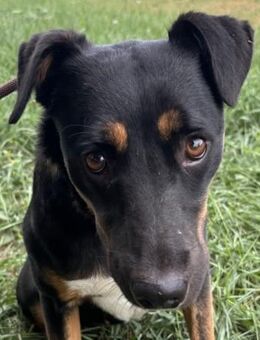 Nessa-Braucht Menschen mit Hundeverstand - Süderbrarup