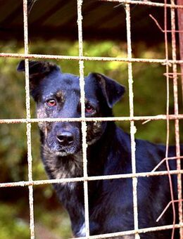 Kalina 💚💚💚 liebt Streicheleinheiten - Bad Karlshafen